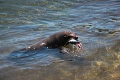 Zeehond krijgt de restjes
