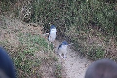 Pinguin parade