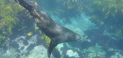Snorkelen met zeehonden