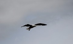 Albatros in vlucht