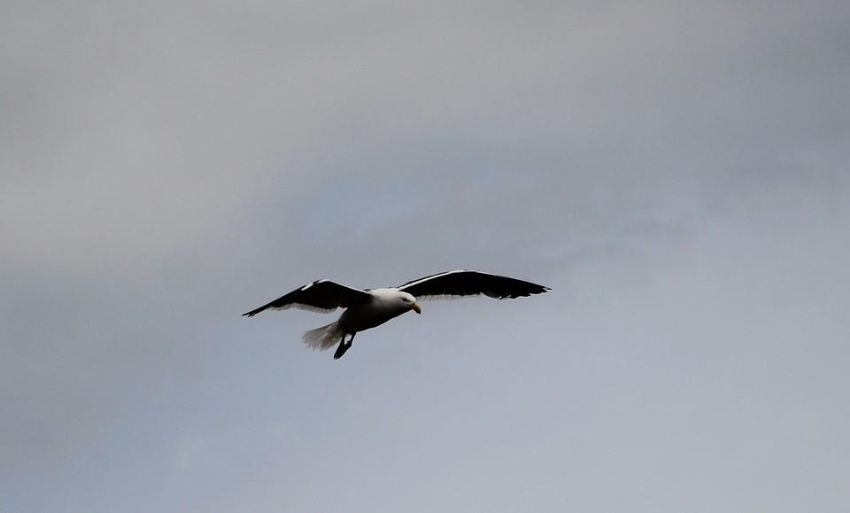 Albatros in vlucht