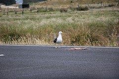 Eindelijk, een albatros