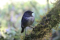 Vogelspotten
