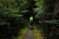 Mossy forest