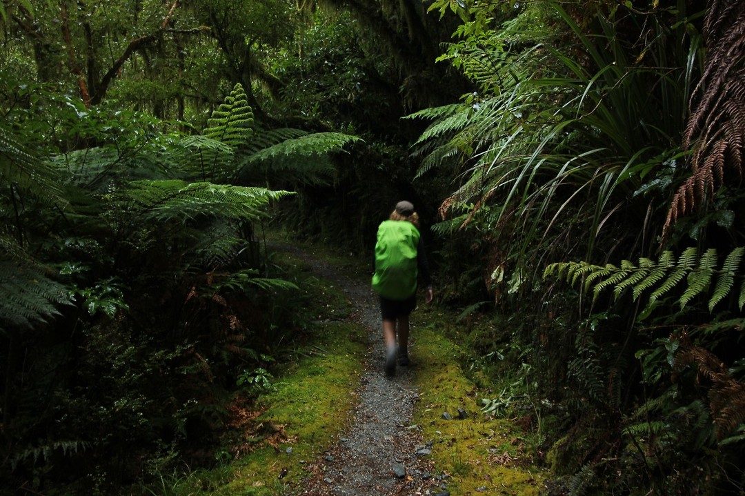Mossy forest