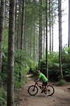 Mountainbiken tussen de redwood trees