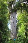 De grootste Kauri Tree