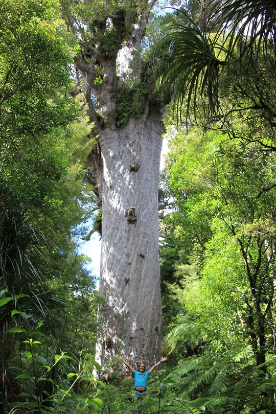 De grootste Kauri Tree