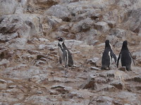 Humbold pinguin Isla Ballestas
