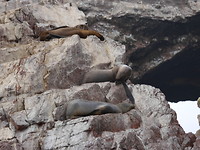 Zeeleeuw Isla Ballestas