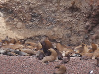 Zeeleeuwen 2 Isla Ballestas