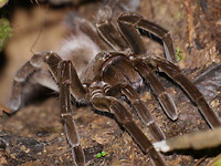 Tarantula 2