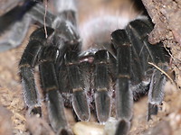 Tarantula 1