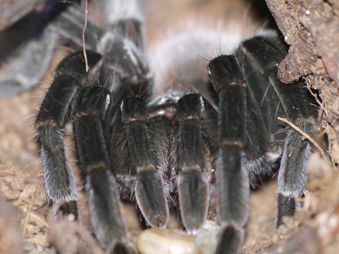Tarantula 1