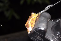 Kikker op camera