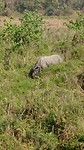 Neushoorn in natuurlijk habitat