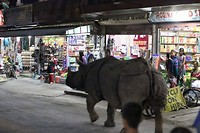 Neushoorn in het dorp!