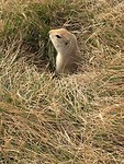 Prairiehondje