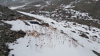 Gedroogde bloemetjes in de sneeuw