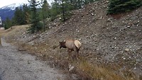 Wapiti hert