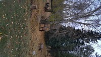 Wapiti herten in Jasper