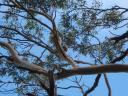 Koala!