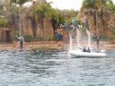 Dolfijnenshow in Sea World