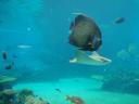 Mooie vissen in Seaworld