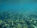 Great barrier reef