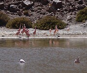 Flamingos