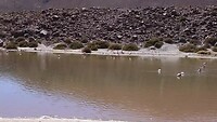 Flamingos, omgeving Geyers del Tatio