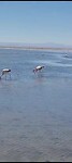 Reserva Nacional de los Flamingos