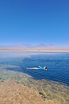 Laguna Cejar
