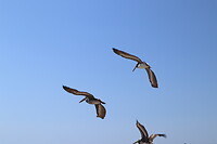 Come fly with me
