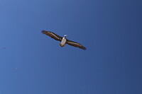 Vogelvrij
