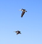 Duo