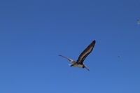 Vogel-vlucht