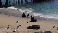 Valparaiso: Zeeleeuwen