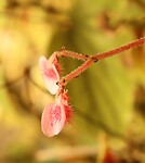Begonia