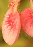 Begonia