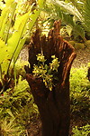 Jardin Botánico Nacional