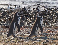 Los Pingüinos Natural Monument