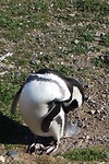 Los Pingüinos Natural Monument
