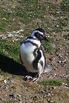 Los Pingüinos Natural Monument
