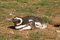 Los Pingüinos Natural Monument