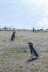 Los Pingüinos Natural Monument
