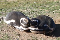 Los Pingüinos Natural Monument