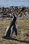 Los Pingüinos Natural Monument