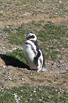 Los Pingüinos Natural Monument