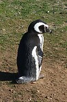 Los Pingüinos Natural Monument